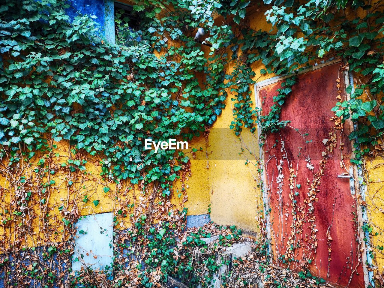 IVY GROWING ON OLD BUILDING