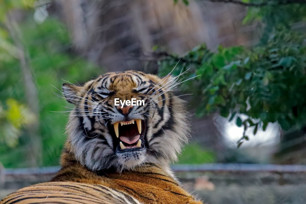 Close-up of tiger yawning while lying at zoo