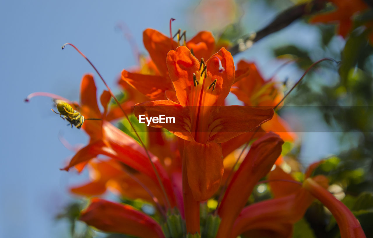 Close-up of orange hibiscus blooming against sky