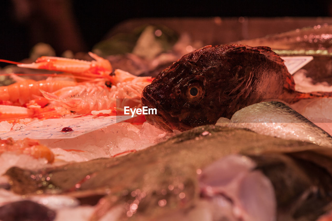 CLOSE-UP OF FISH FOR SALE