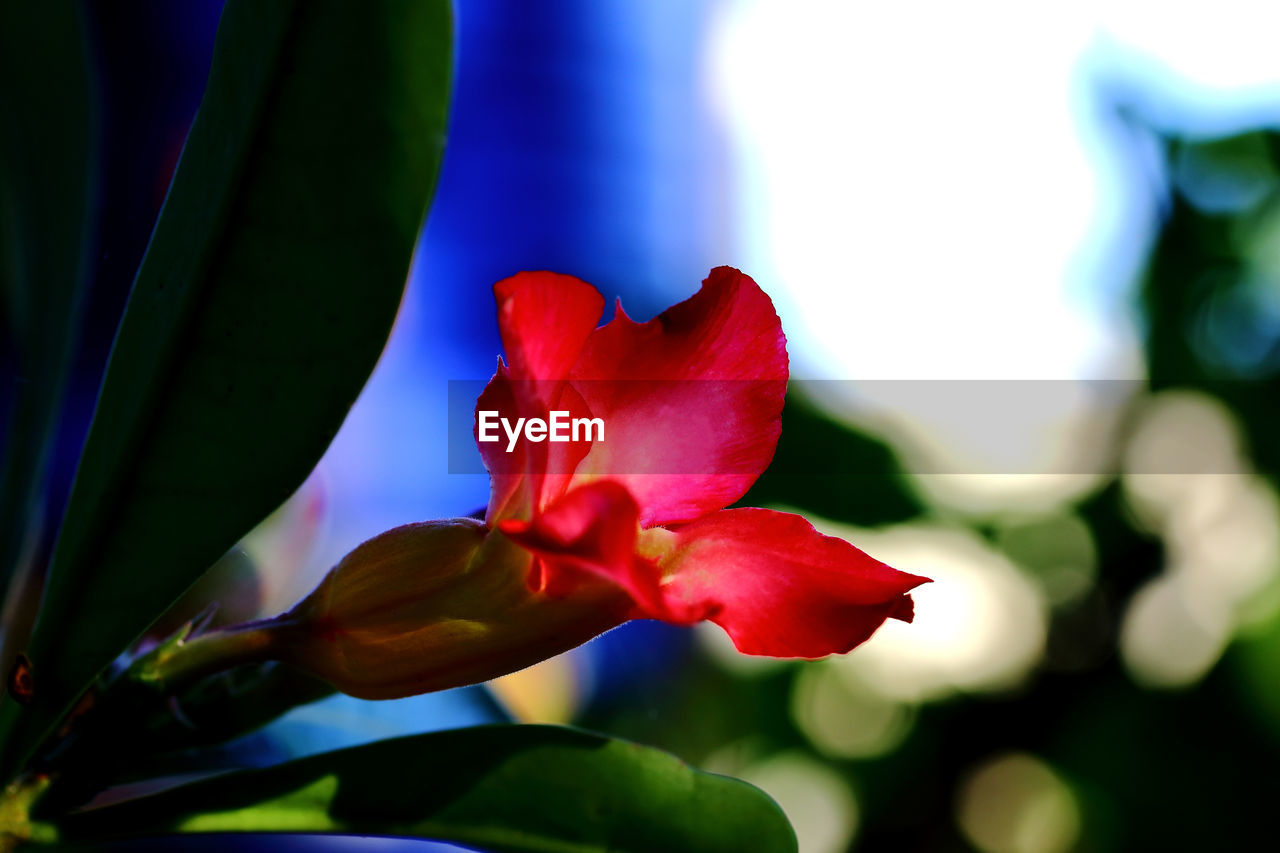 CLOSE-UP OF RED ROSE PLANT