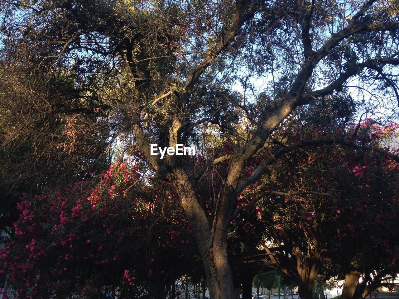 LOW ANGLE VIEW OF TREES AGAINST SKY