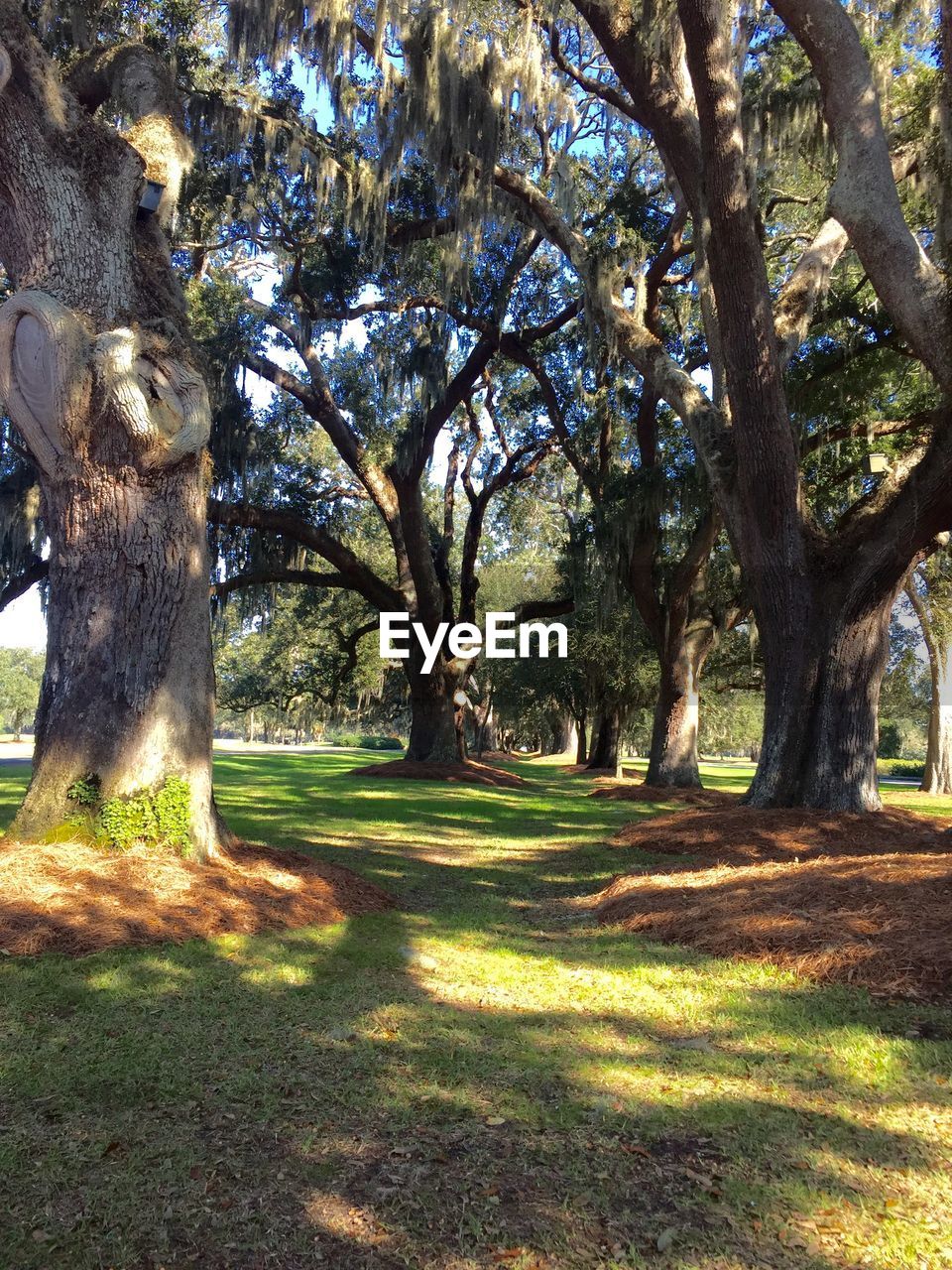 Trees in park