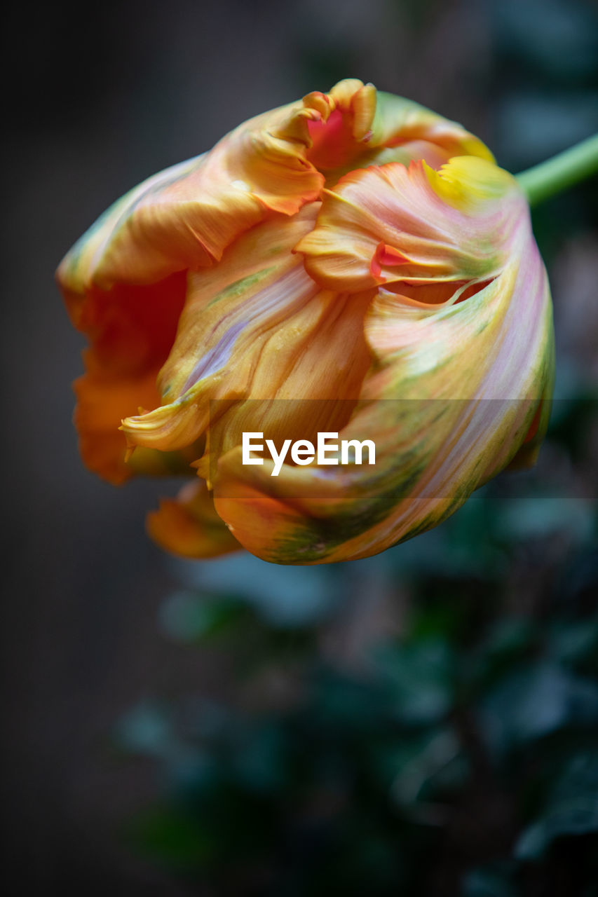 CLOSE-UP OF ORANGE FLOWER