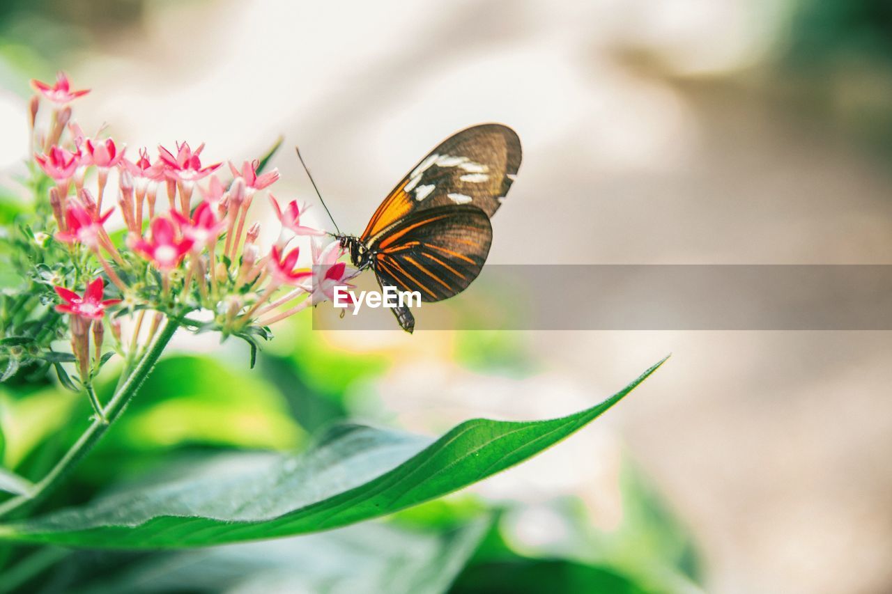 Butterfly pollinating on pink flowers at park