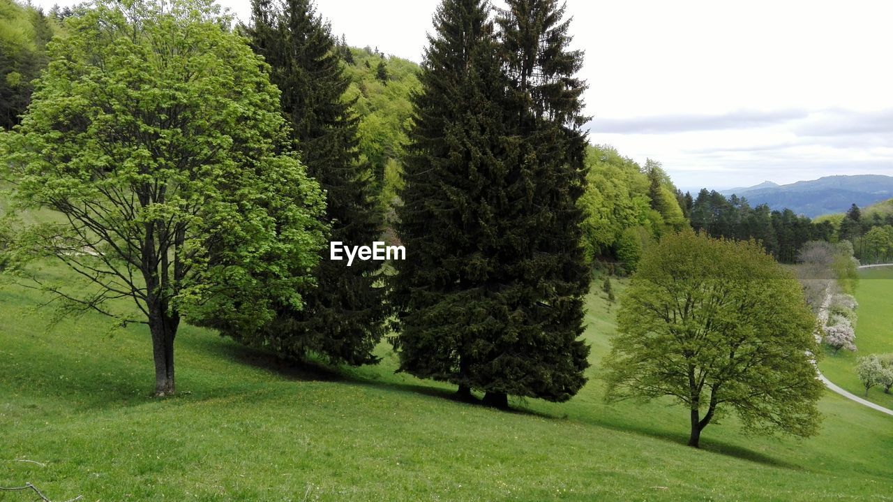 TREES GROWING ON FIELD