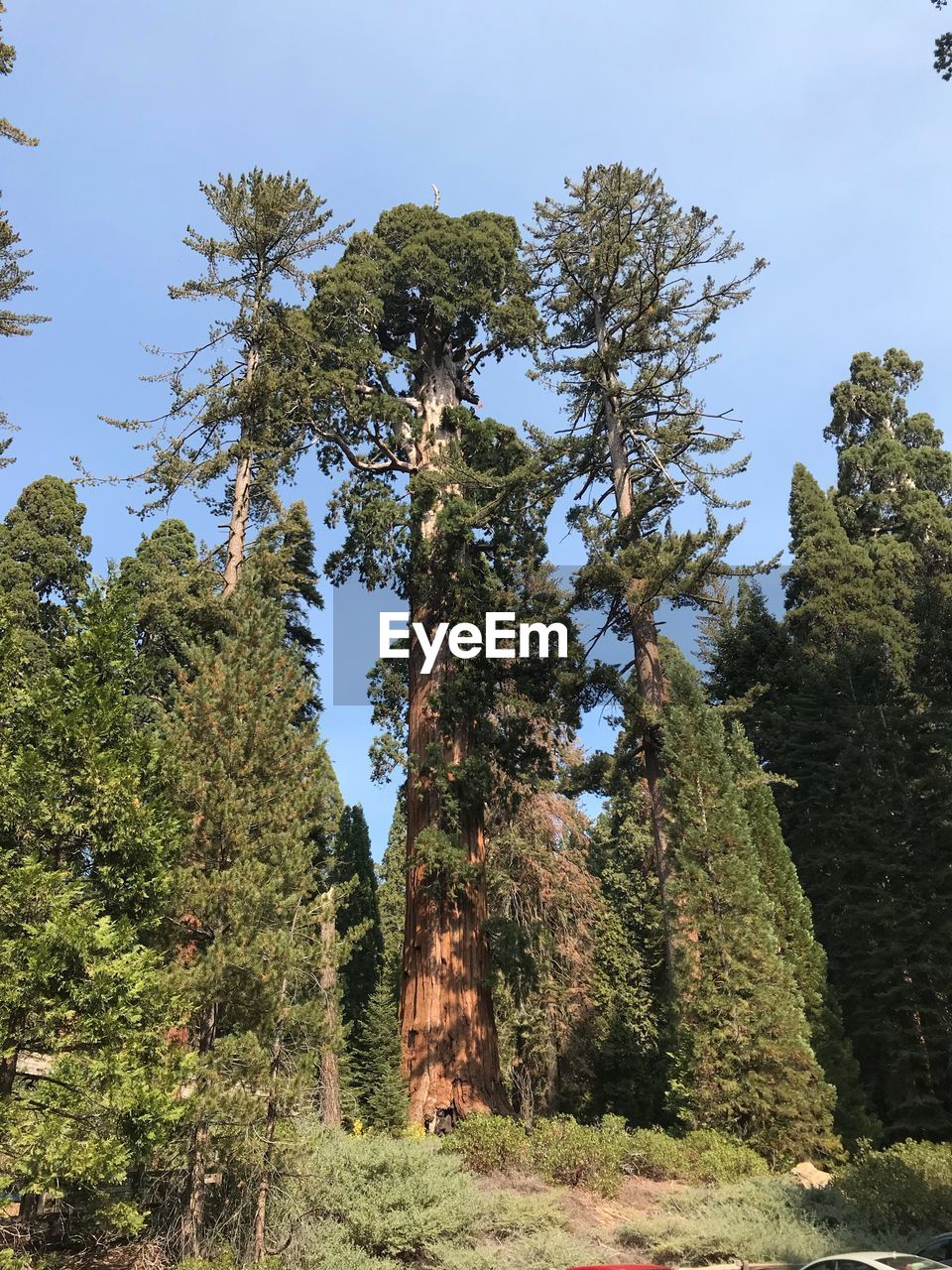 LOW ANGLE VIEW OF TREES IN FOREST