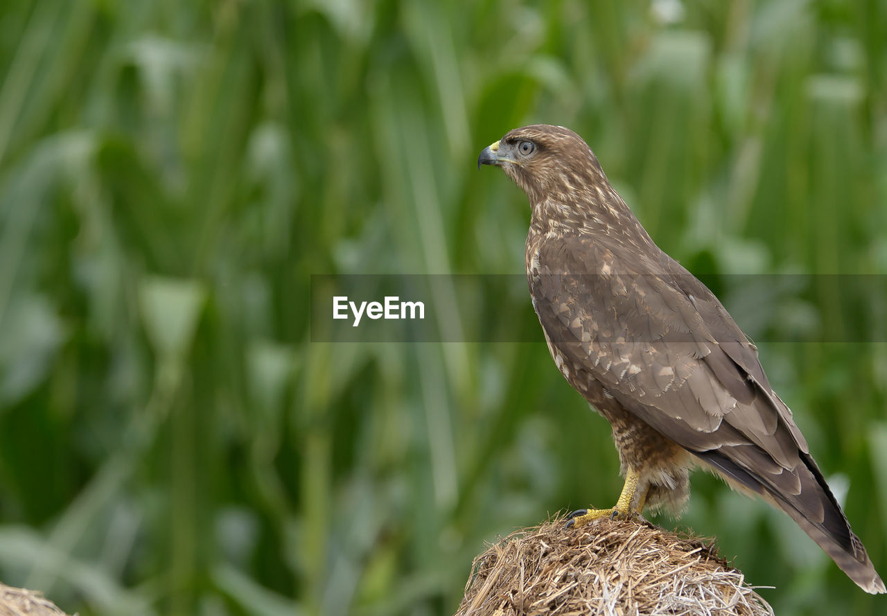 animal themes, animal, bird, animal wildlife, wildlife, one animal, beak, perching, plant, nature, bird of prey, no people, full length, outdoors, focus on foreground, tree, side view, environment, beauty in nature, lark, day, grass, sparrow, close-up