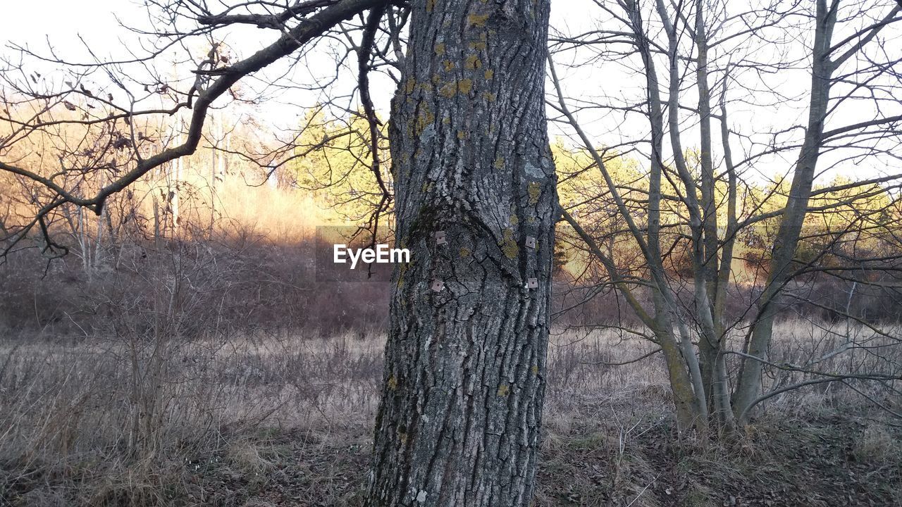 TREES IN SUNLIGHT AGAINST SKY