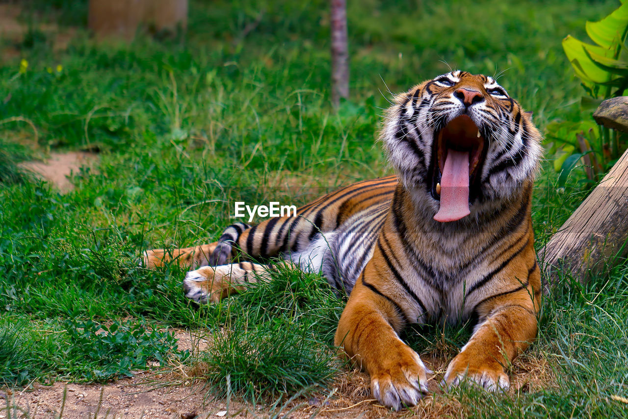 Close-up of tiger yawning