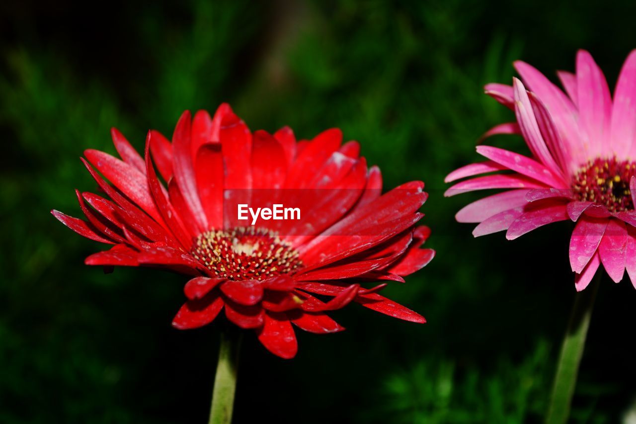 CLOSE-UP OF RED FLOWER