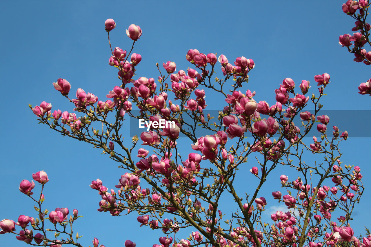 Low angle view of pink flowering tree against clear blue sky