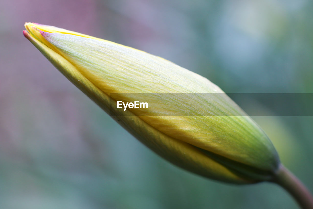 Close-up of flower bud