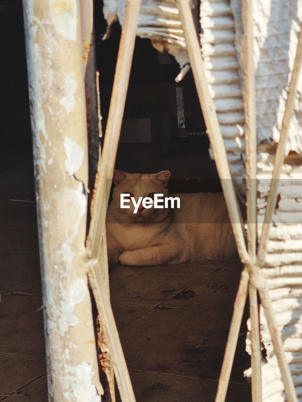 close-up of cat lying on railing