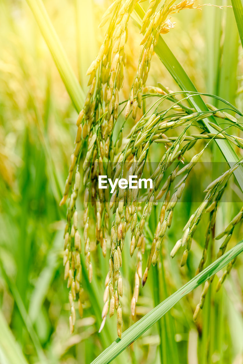 Seeds and rice that are still green in the countryside of thailand.