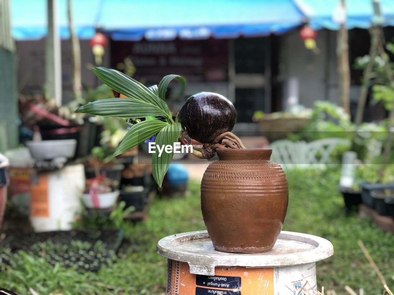 CLOSE-UP OF POTTED PLANT