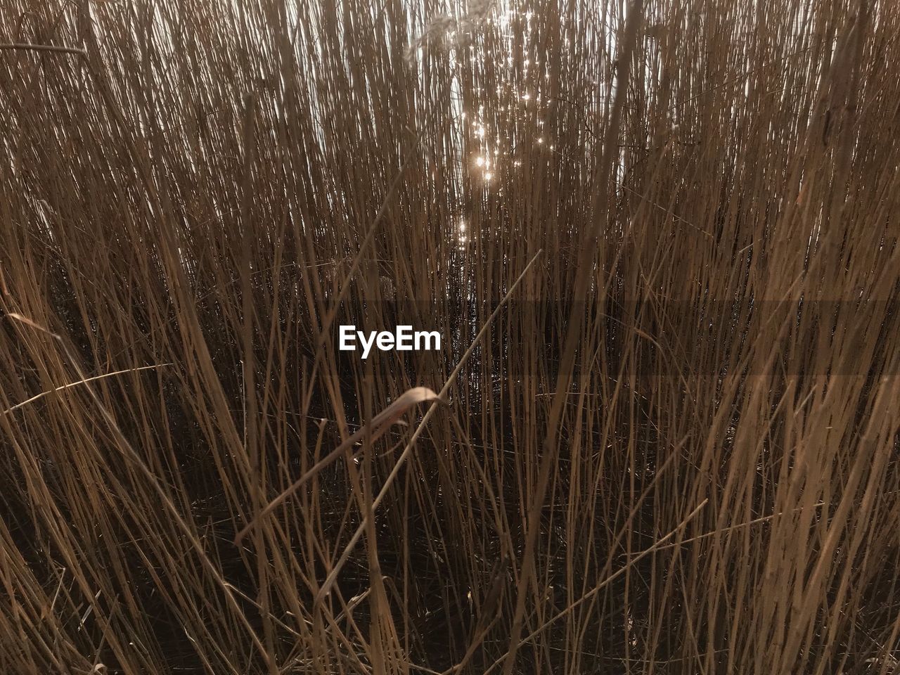 CLOSE-UP OF WET GRASS GROWING IN FIELD