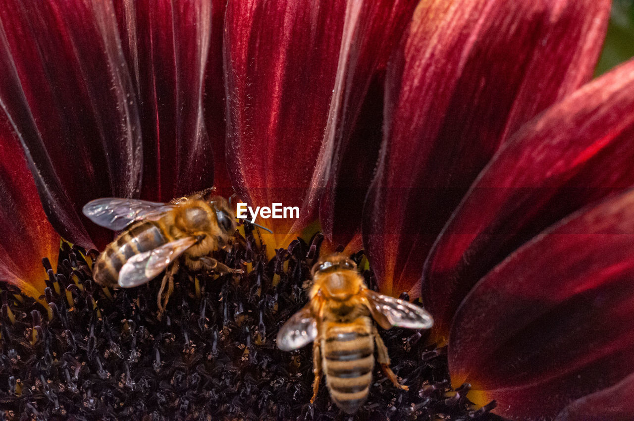 HIGH ANGLE VIEW OF BEE POLLINATING FLOWER