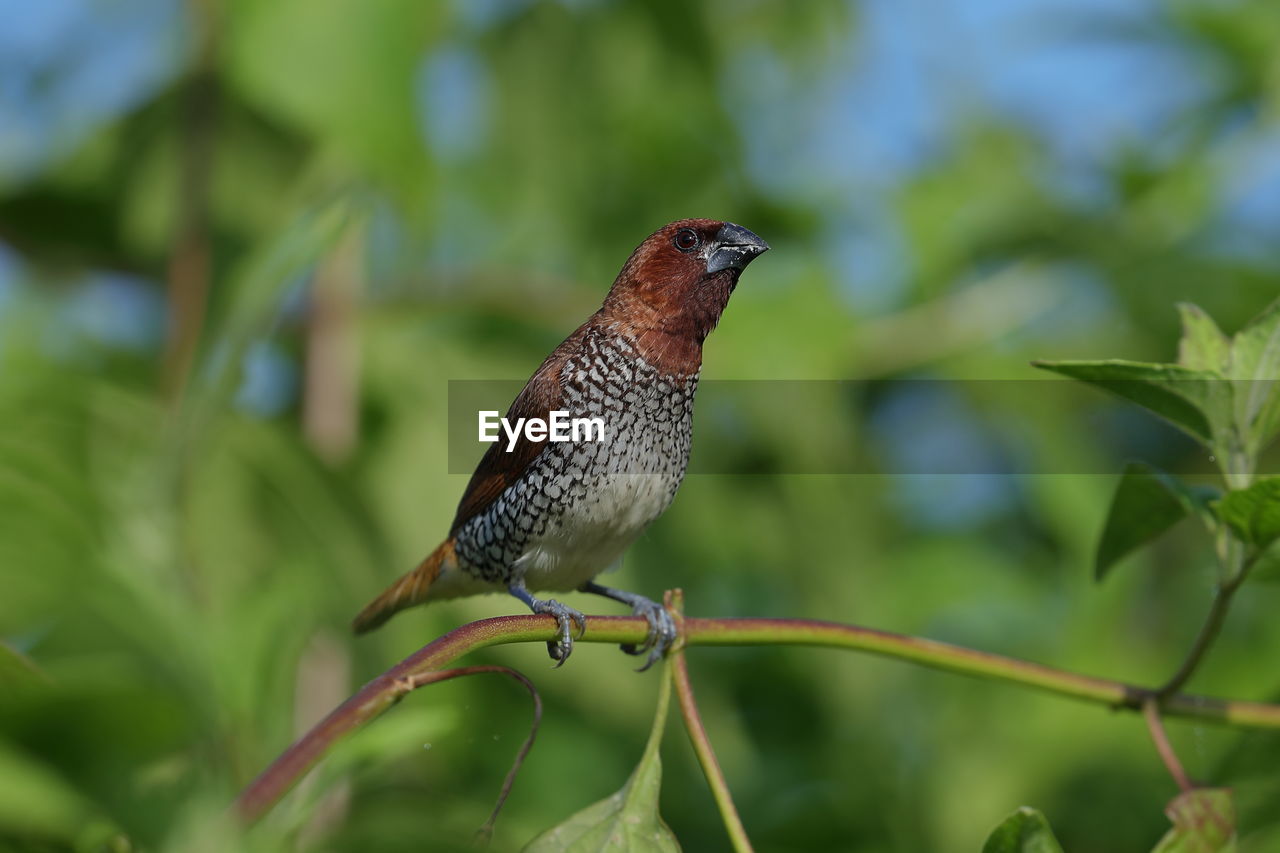 Close-up of a scaly-breasted munia perching on plant