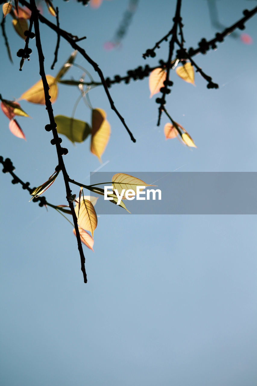 LOW ANGLE VIEW OF PLANT AGAINST CLEAR SKY