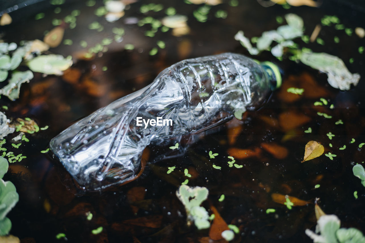 CLOSE-UP OF FISH IN WATER