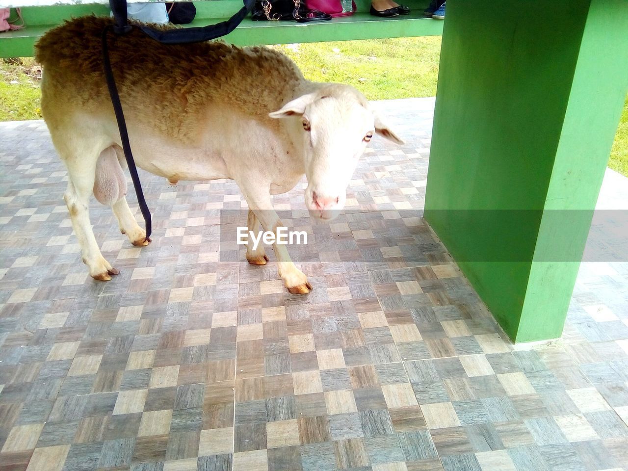 COWS STANDING IN ZOO