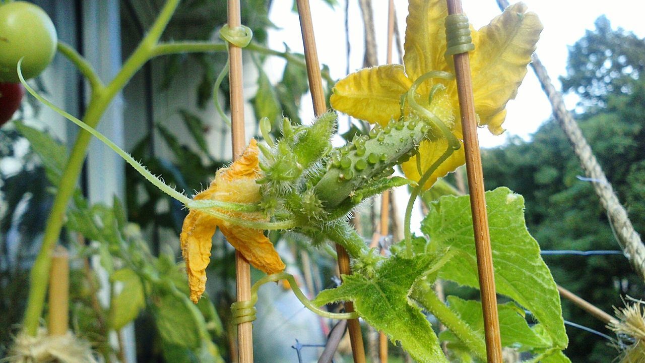 CLOSE-UP OF YELLOW FLOWER PLANT