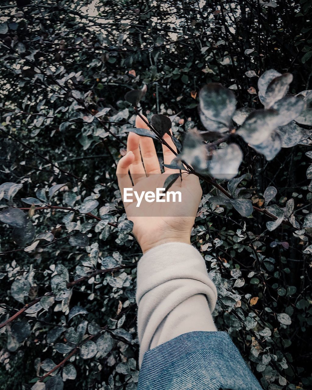 Cropped image of hand touching plants