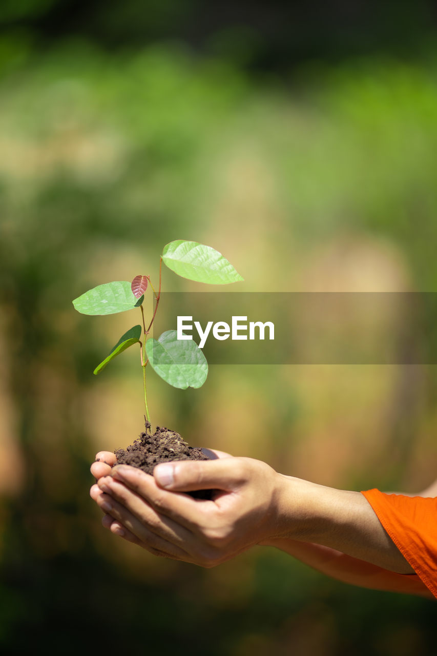 MIDSECTION OF PERSON HOLDING PLANT