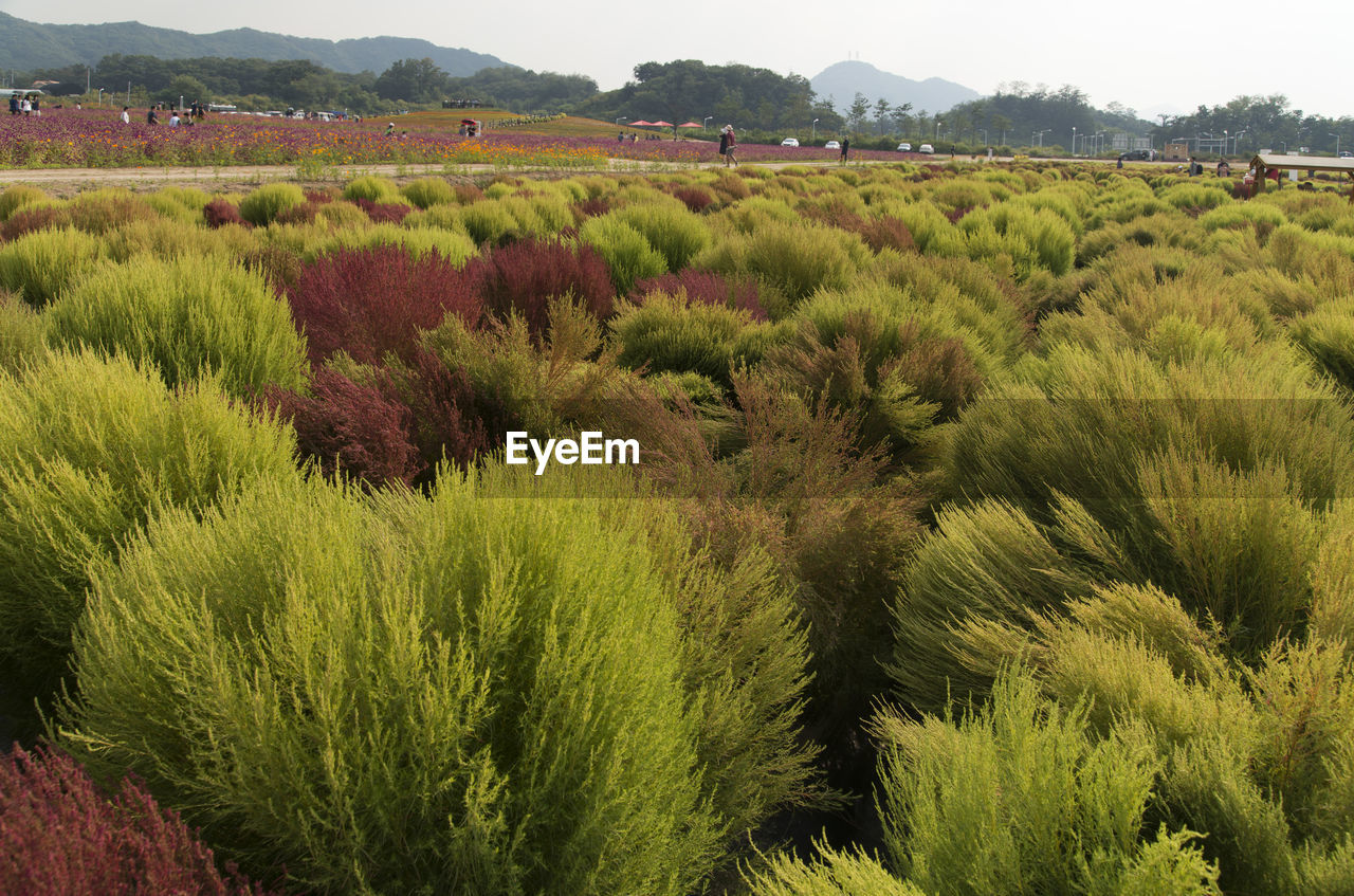 SCENIC VIEW OF AGRICULTURAL FIELD