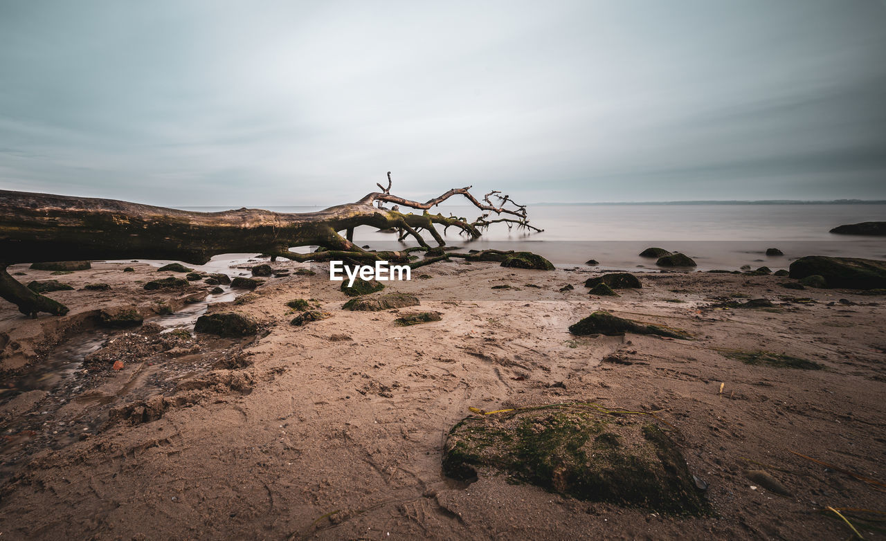 Driftwood on beach by sea against sky