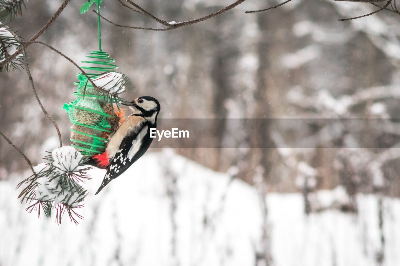 Great spotted woodpecker bird eating seeds in winter forest.