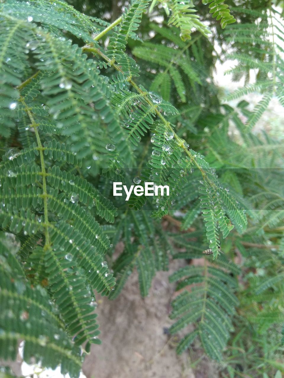 CLOSE-UP OF WET LEAVES