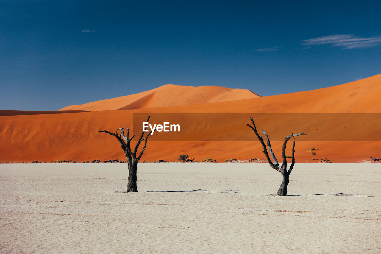 Dead trees on white salt pan at deadvlei in sossusvlei in the namib desert.