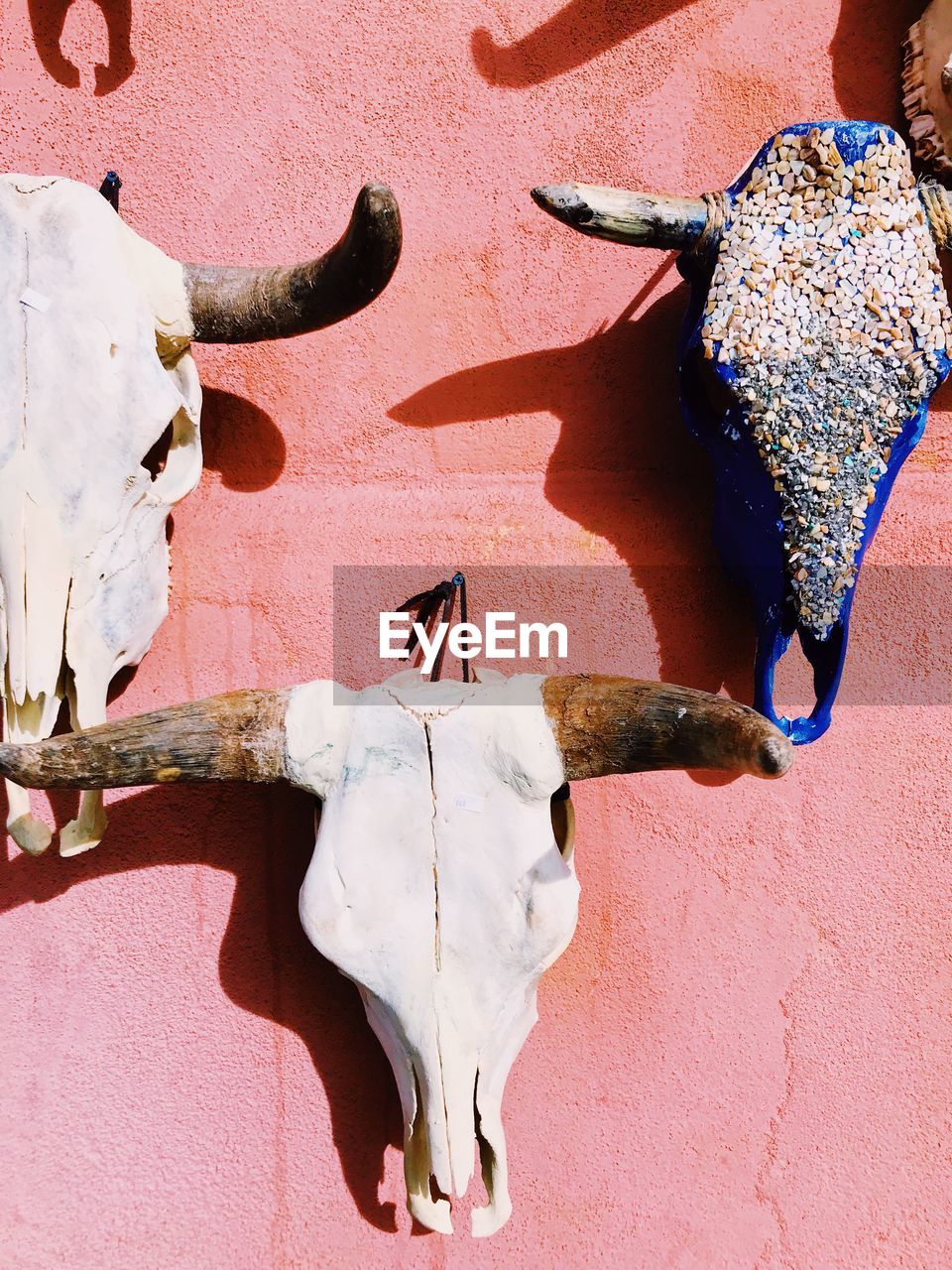 Cow skulls hanging in a desert pueblo 