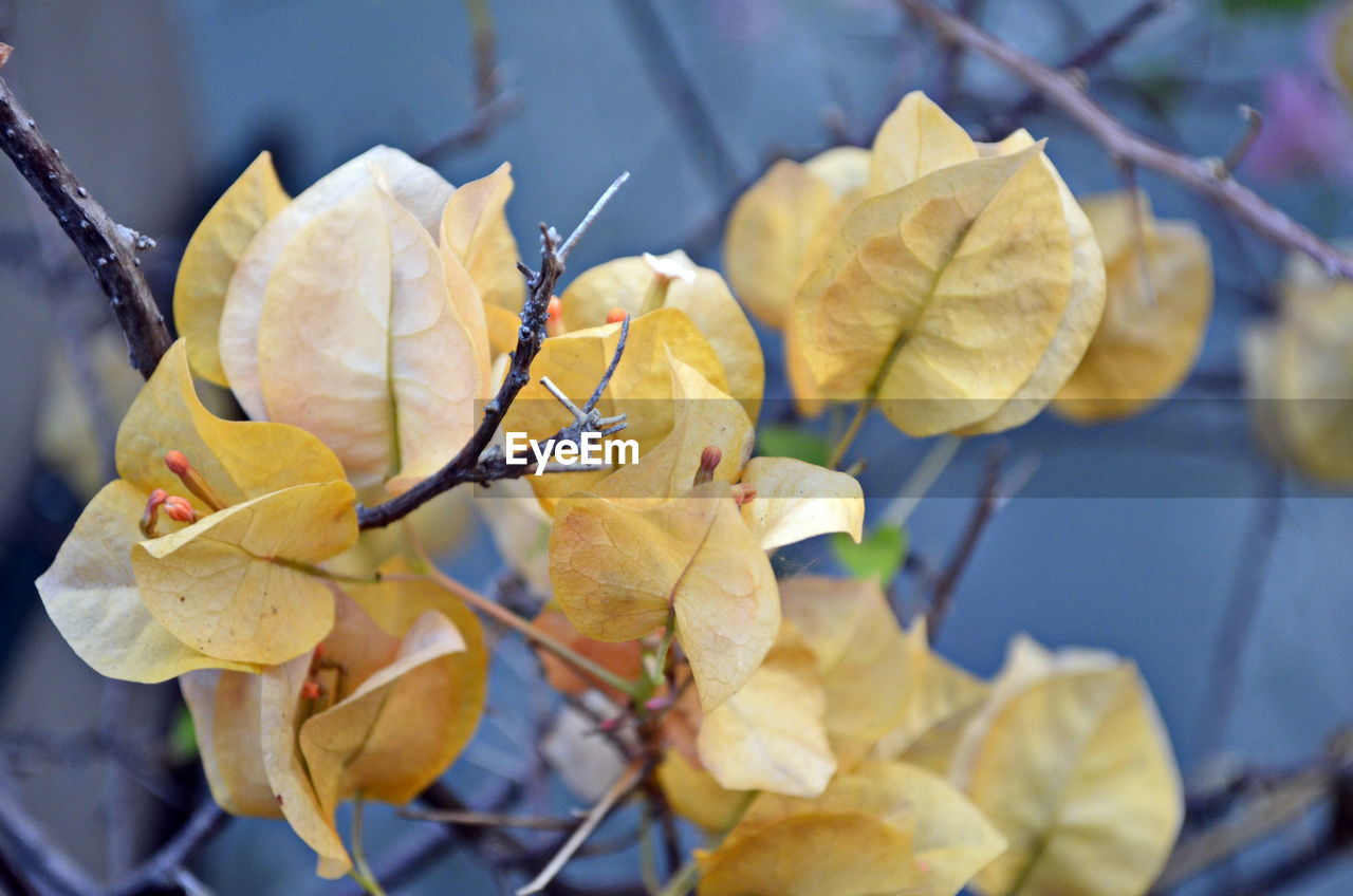 Close-up of yellow flowering plant leaves during autumn
