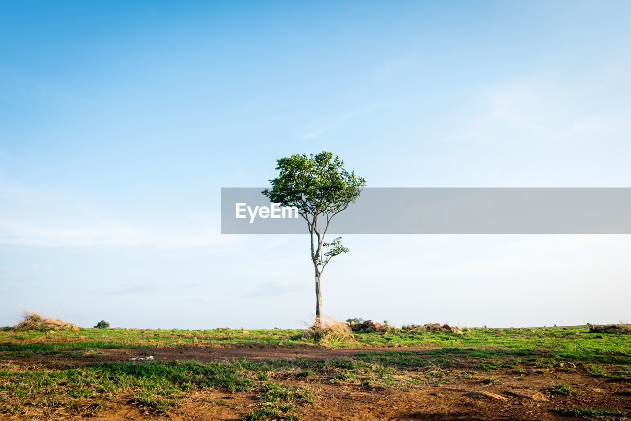 Tree on field against sky