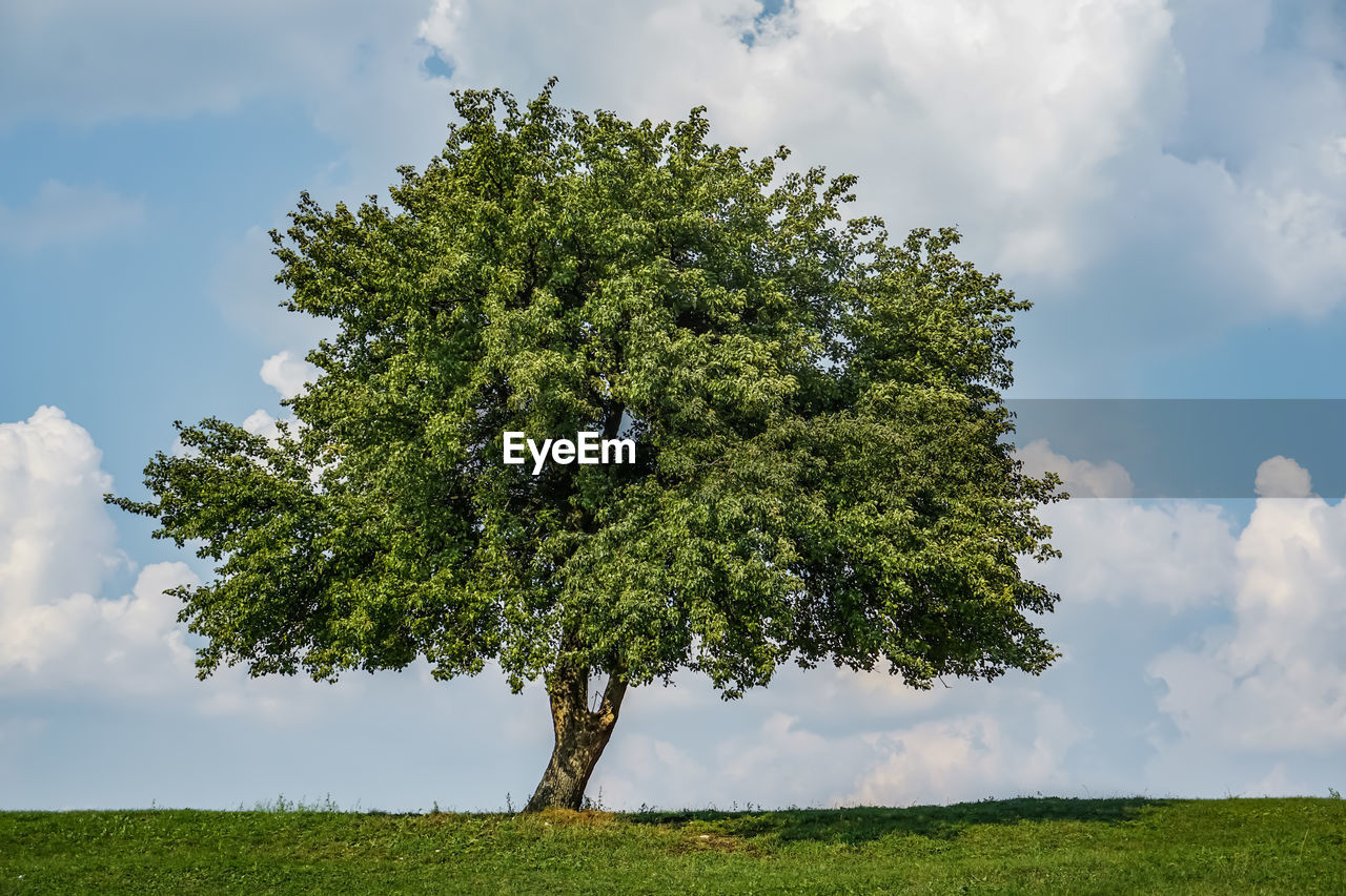 Tree on field against sky