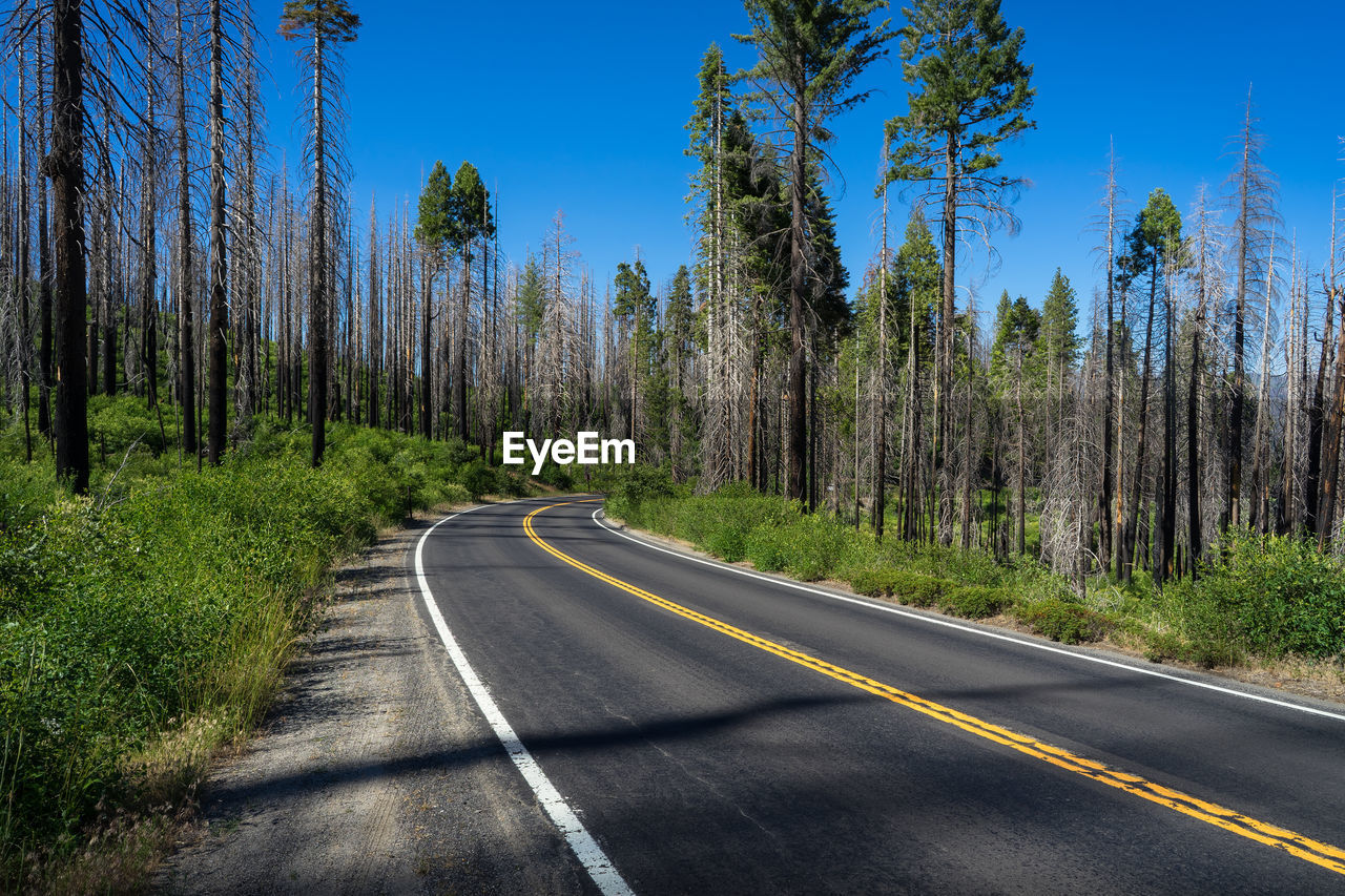 EMPTY ROAD AMIDST TREES IN FOREST