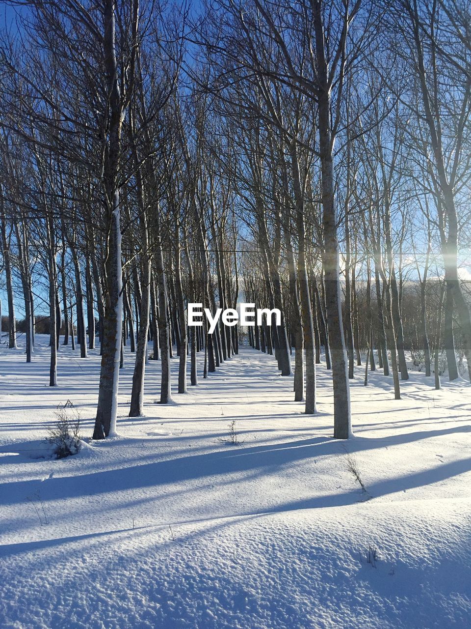 Snow-covered forest