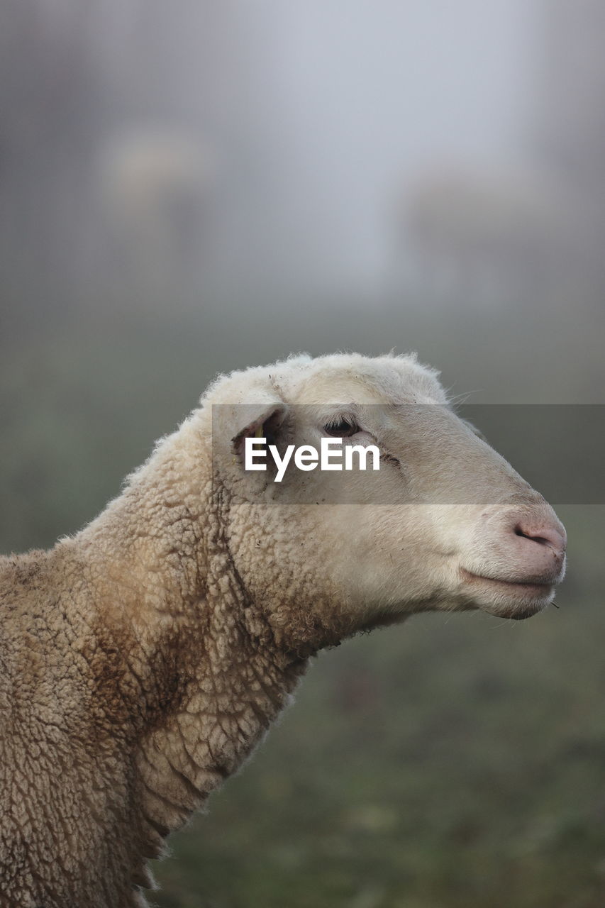 Close-up of sheep in the pasture