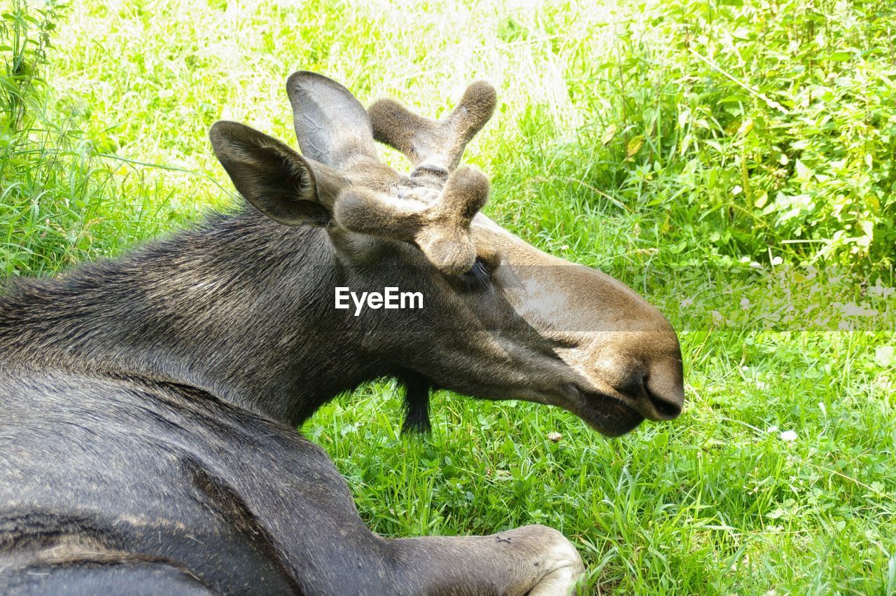 View of moose lying in grass