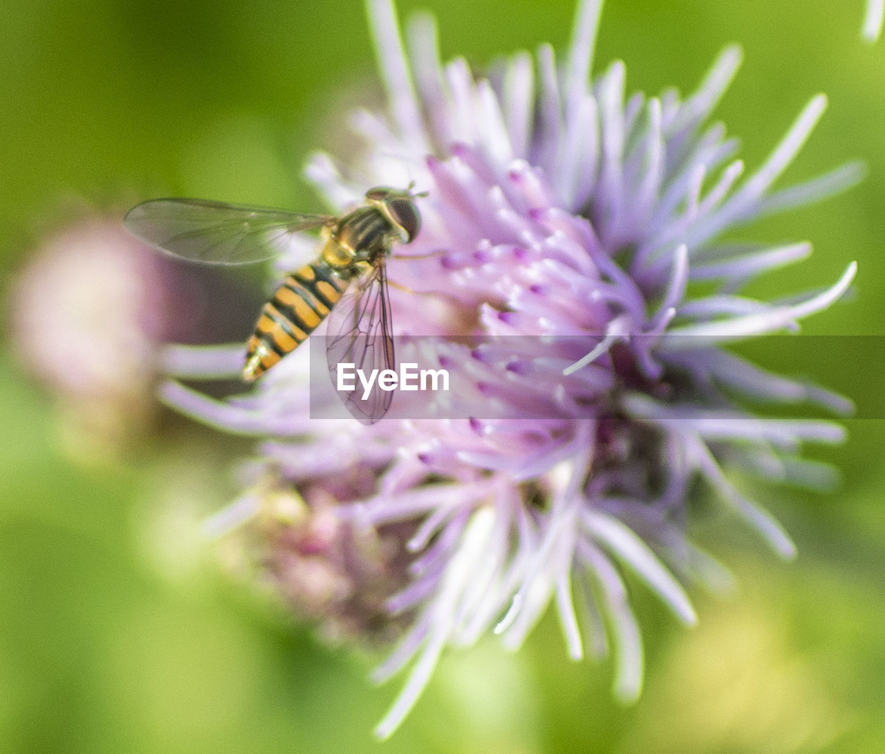 CLOSE-UP OF BEE ON FLOWER