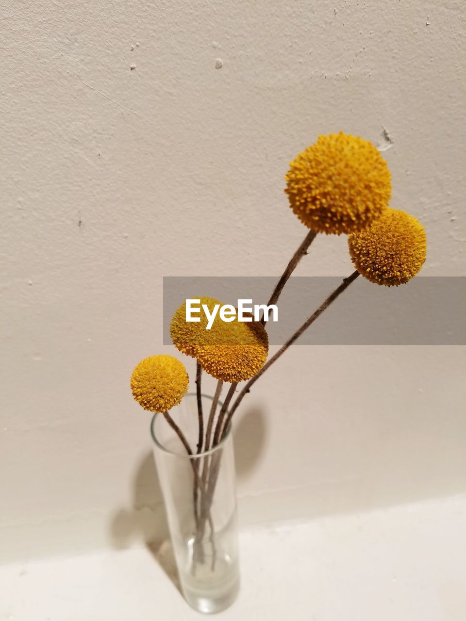 CLOSE-UP OF SUNFLOWERS IN VASE AGAINST WALL