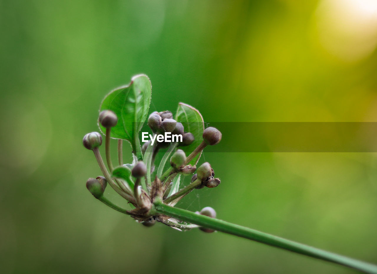 Close-up of flowering plant