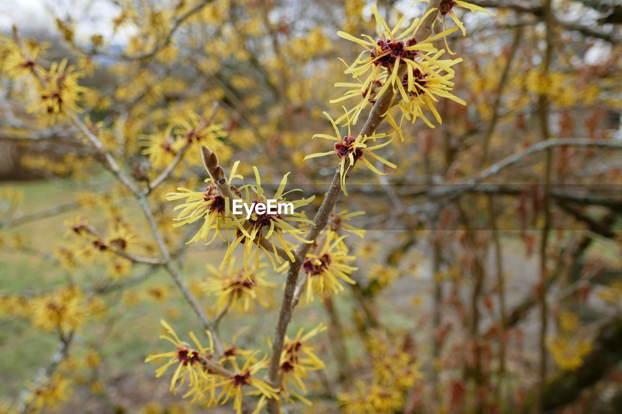 plant, autumn, nature, tree, blossom, beauty in nature, flower, leaf, focus on foreground, growth, flowering plant, yellow, branch, no people, close-up, day, freshness, wildflower, sunlight, fragility, outdoors, tranquility, macro photography, shrub, spring