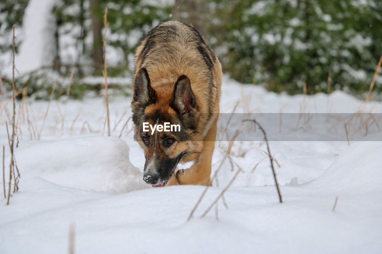 DOG ON FIELD DURING WINTER