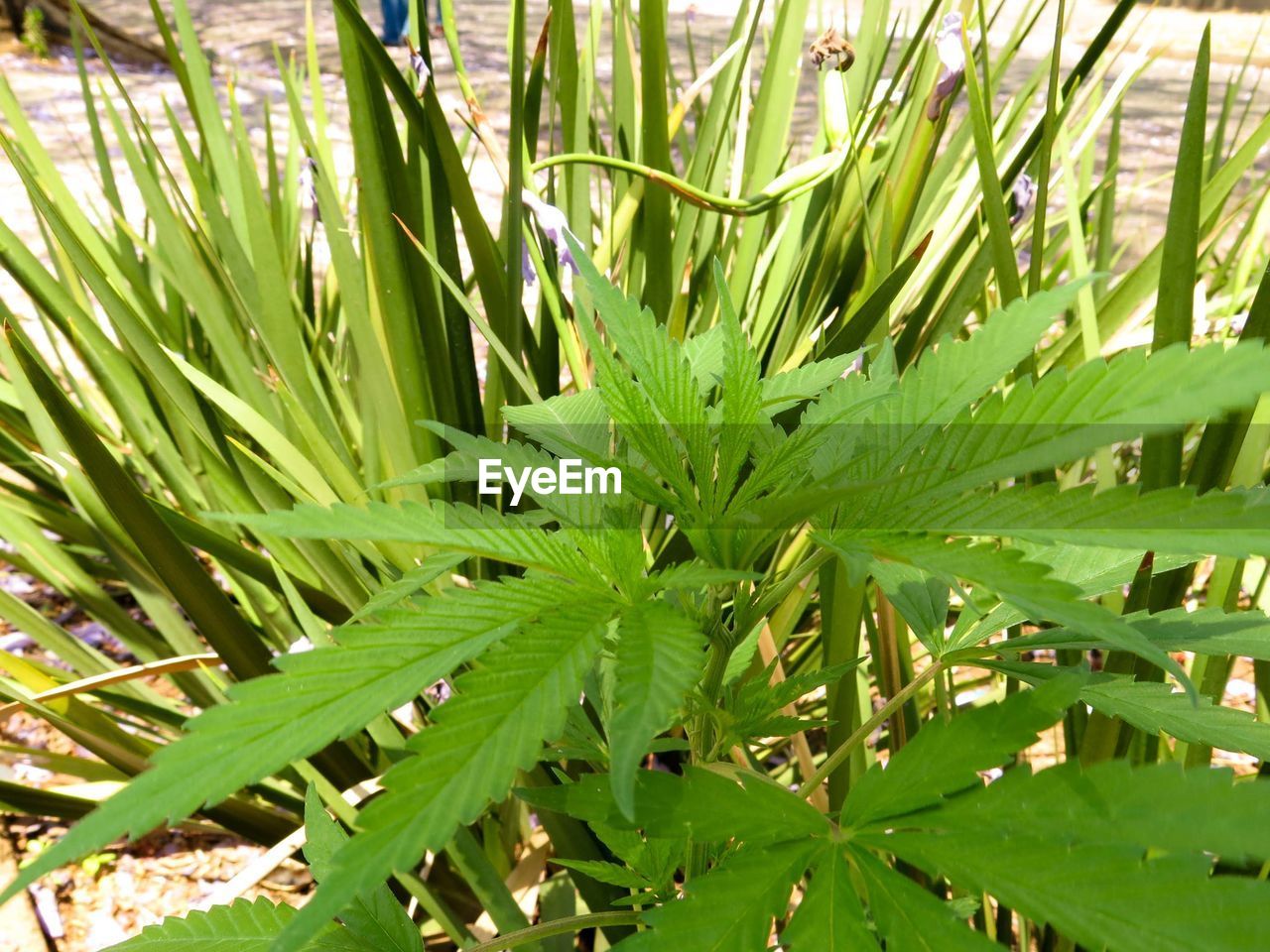 CLOSE-UP OF GRASS GROWING IN FIELD