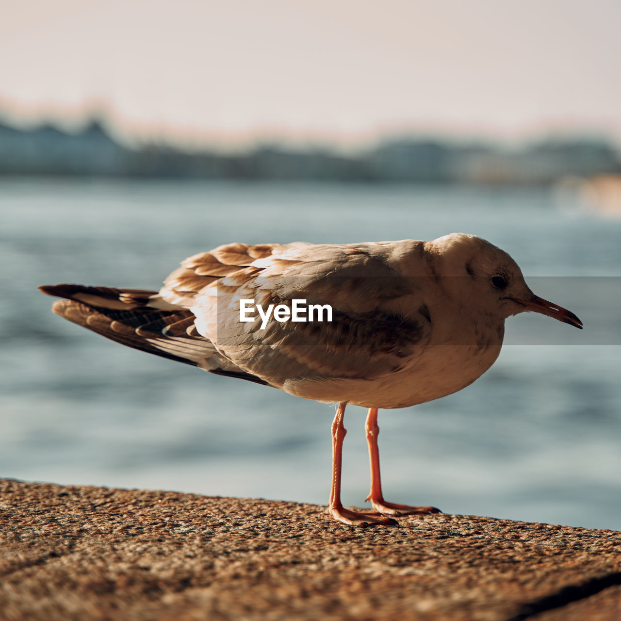 Close-up of seagull perching on a beach
