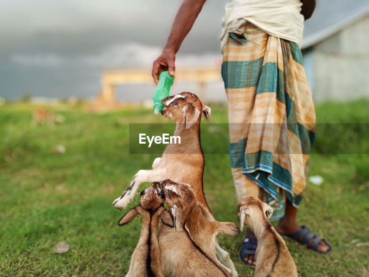 Low section of man feeding kid goats